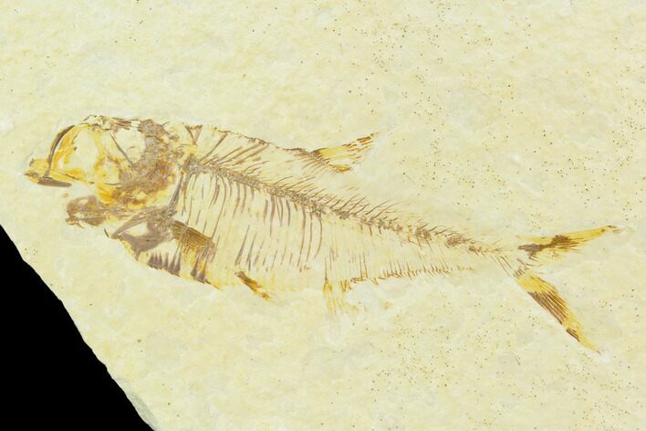 Fossil Fish (Diplomystus) - Green River Formation #126228